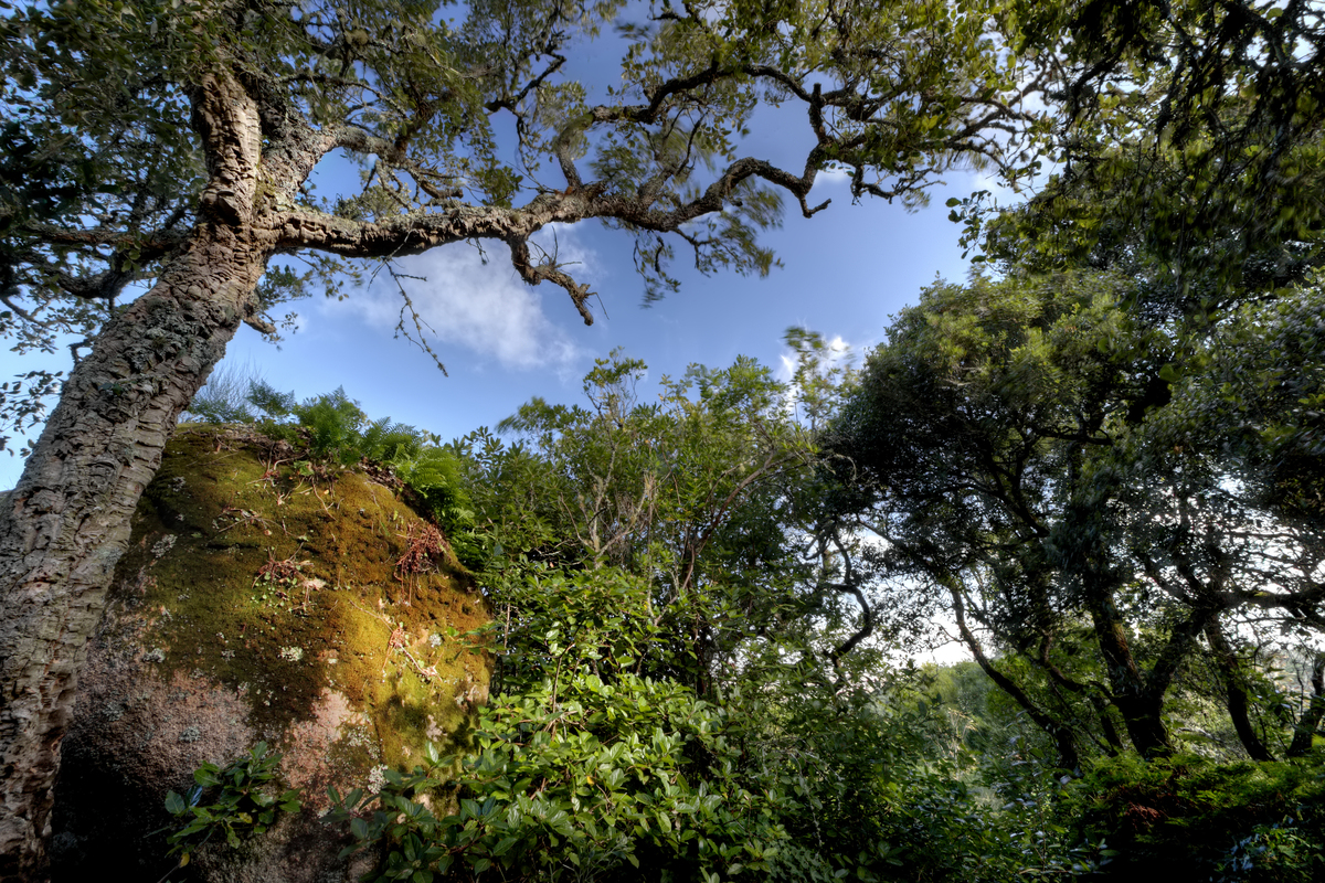 Capuchos Mata EMIGUS Bx