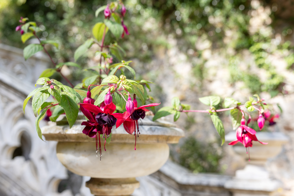 Monserrate Brincos De Princesa E7A0292©PSML Jose Marques Silva Bx