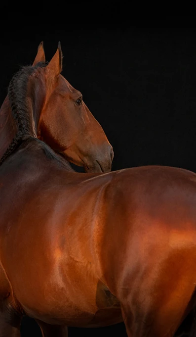 APP1116 Jacare RF 7808