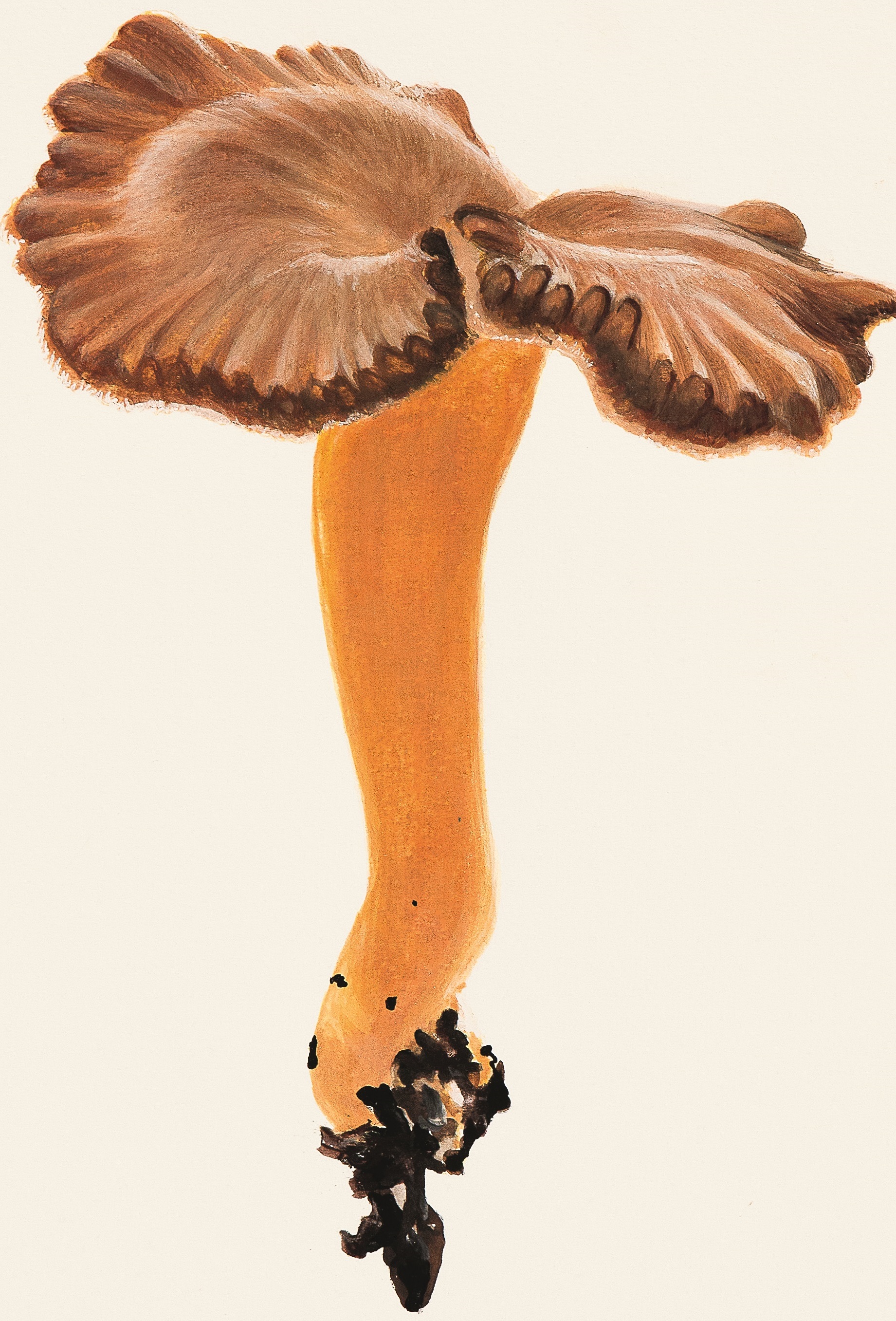 Craterellus Tubaeformis, 27 X 35 Cm, Watercolor Pencils On Paper, 2020 V2