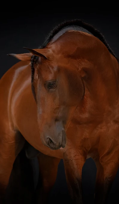 APP1116 Hihufi RF 3674