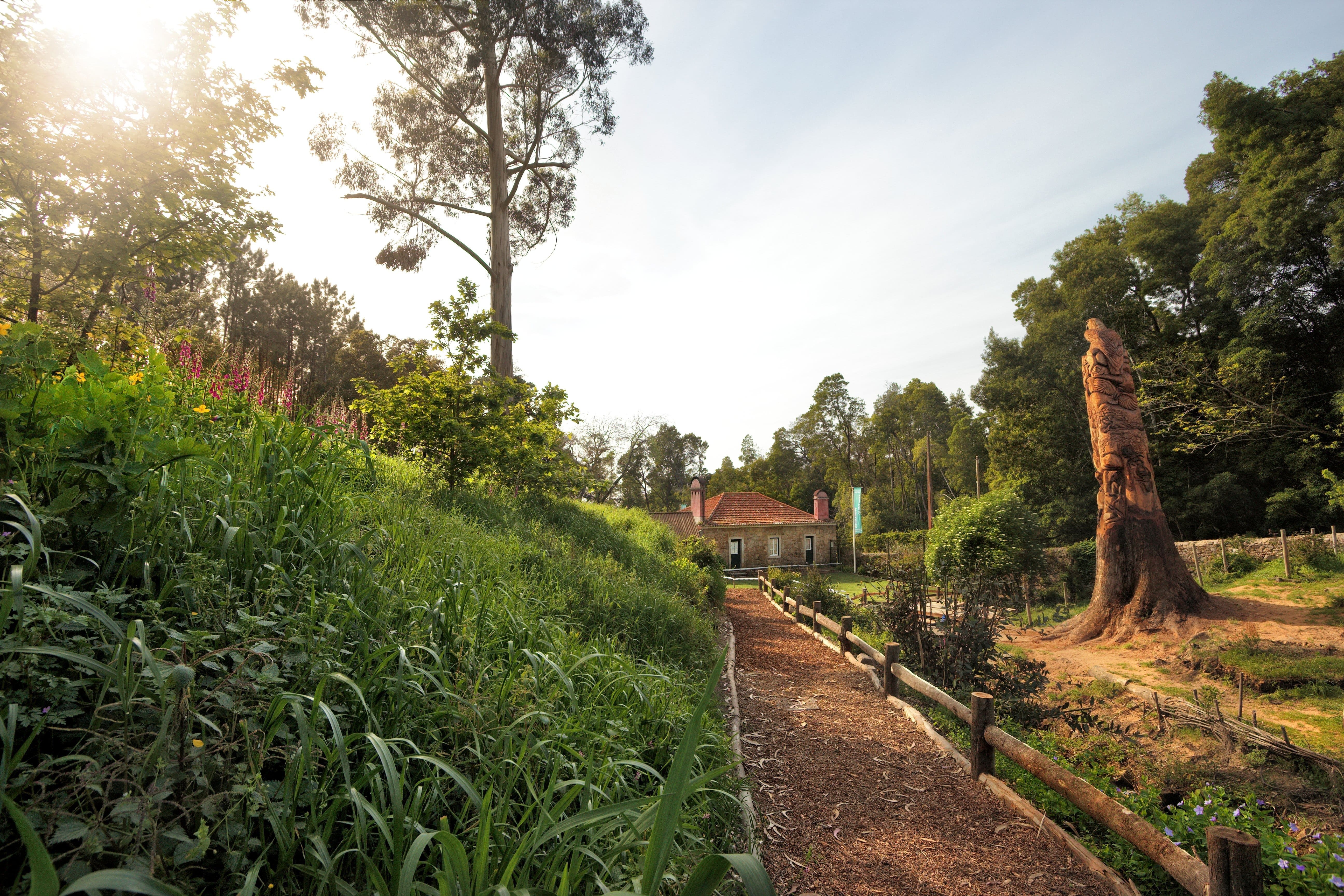 Com O Burro E A Galinha Totem EMIGUS Final