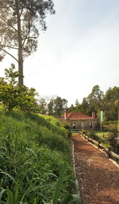 Com O Burro E A Galinha Totem EMIGUS Final