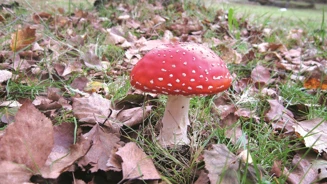 Cogumelos Parques De Sintra João Luís Baptista Ferreira (18)