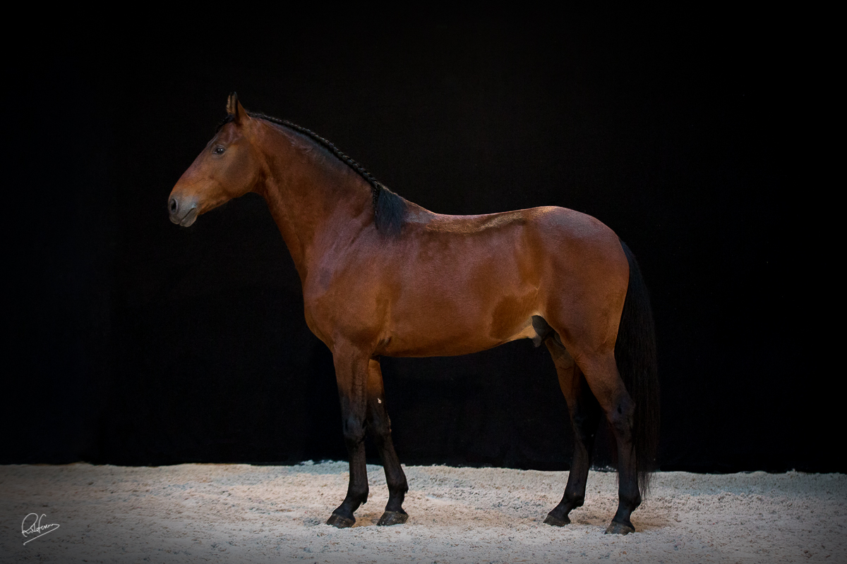 WEB Cavalos Groque SF 6345