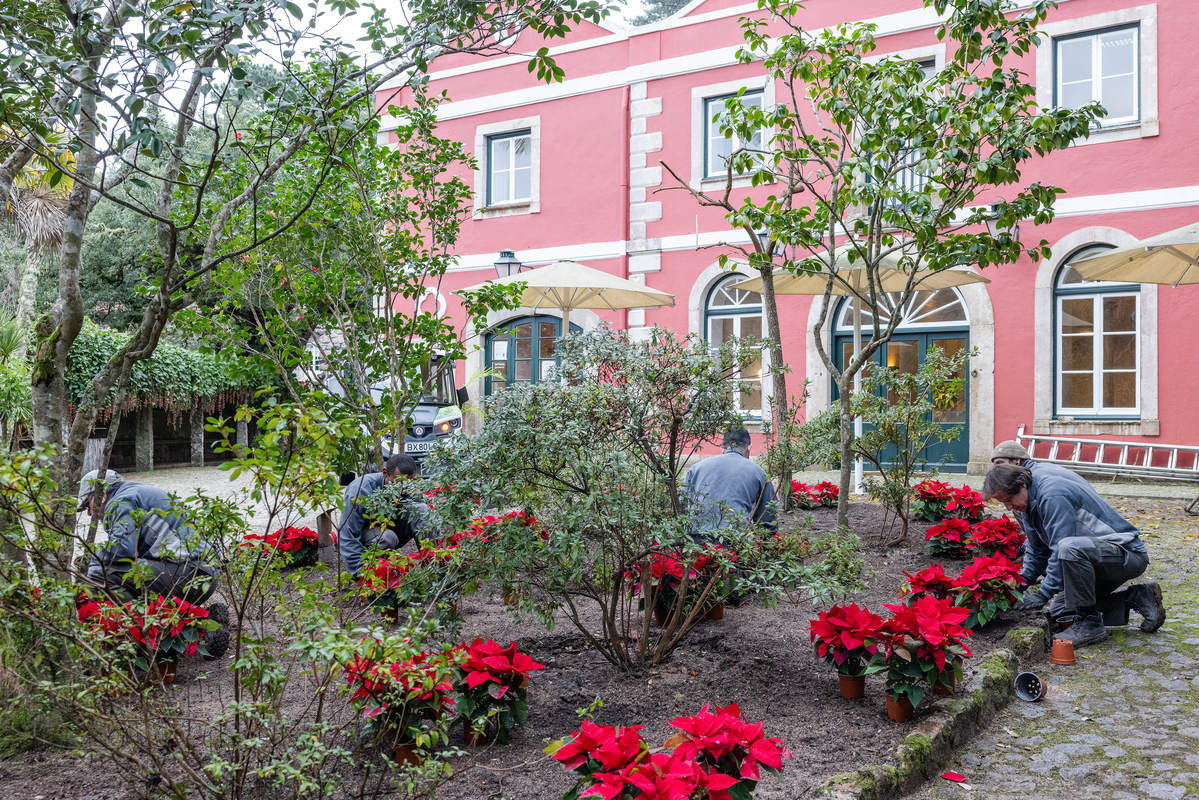 E7A0781©PSML Jose Marques Silva Bx