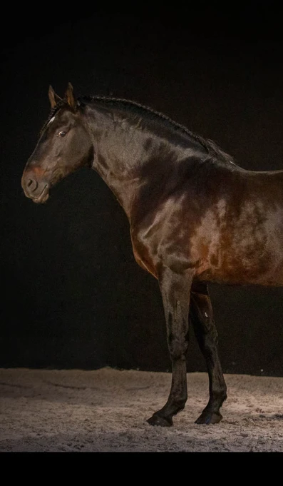 APP1116 Xabregas SF 8413