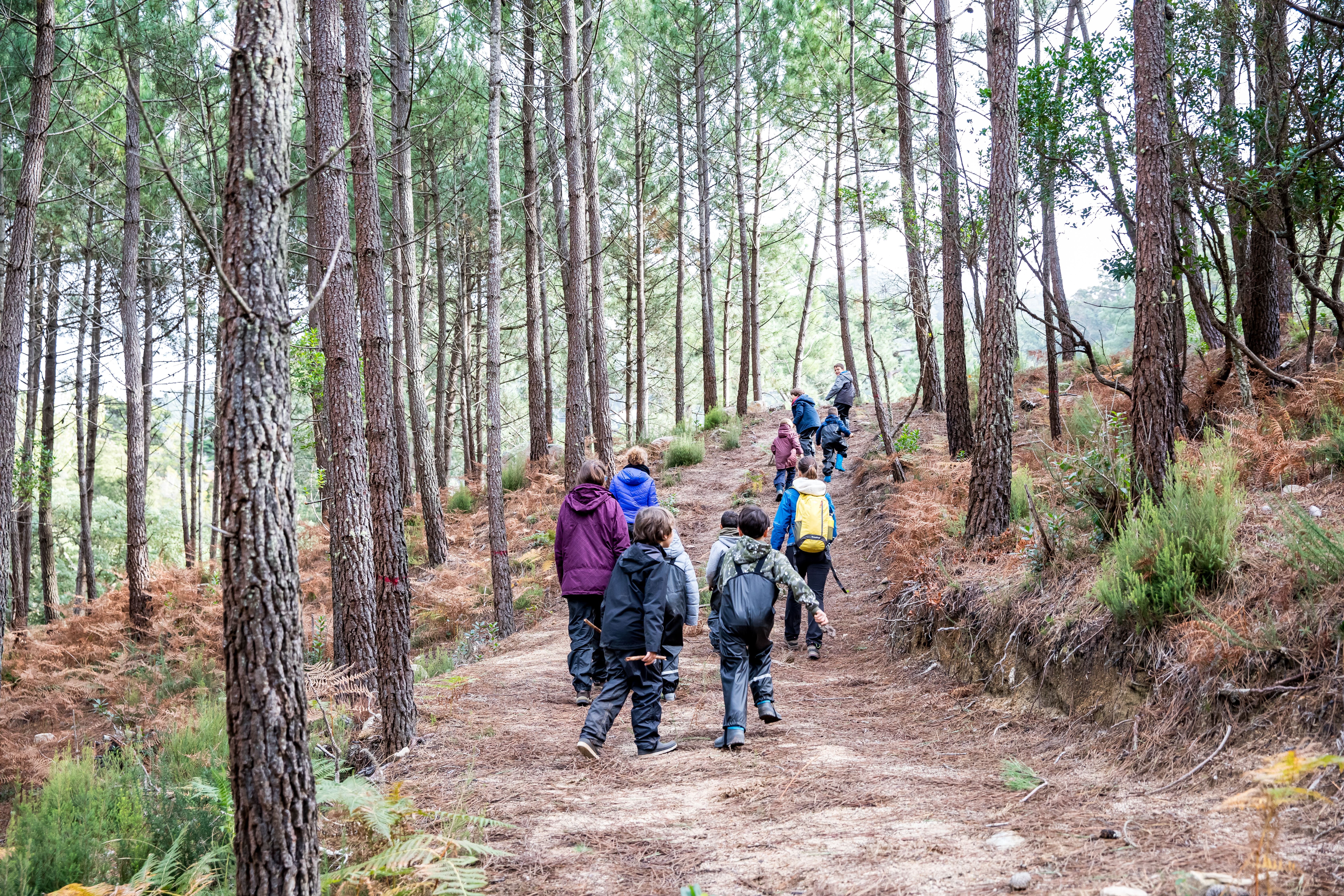 Familias Na Floresta Luisduarte PSML 1669 6MB