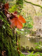 Luis Duarte PSML 8233 (1)