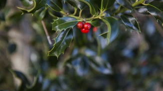 Azevinho Postal Natal Credits PSML WP 14 152