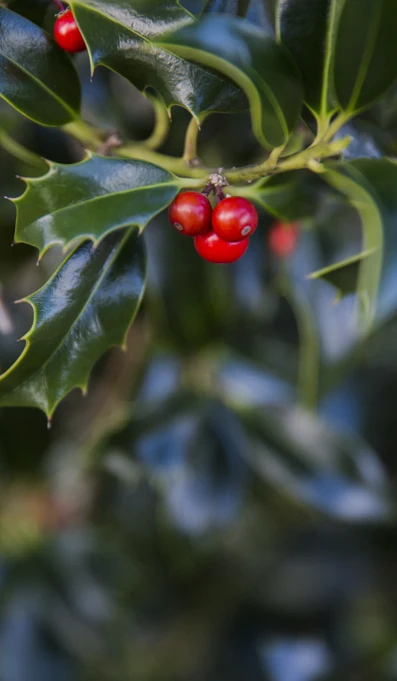 Azevinho Postal Natal Credits PSML WP 14 152