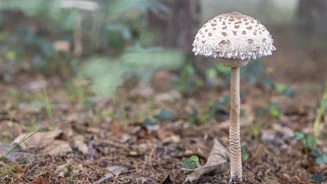 Cogumelos E7A8306©PSML José Marques Silva