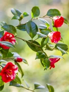 07 Camelias Parque Da Pena Creditos PSML Jose Marques Silva Bx