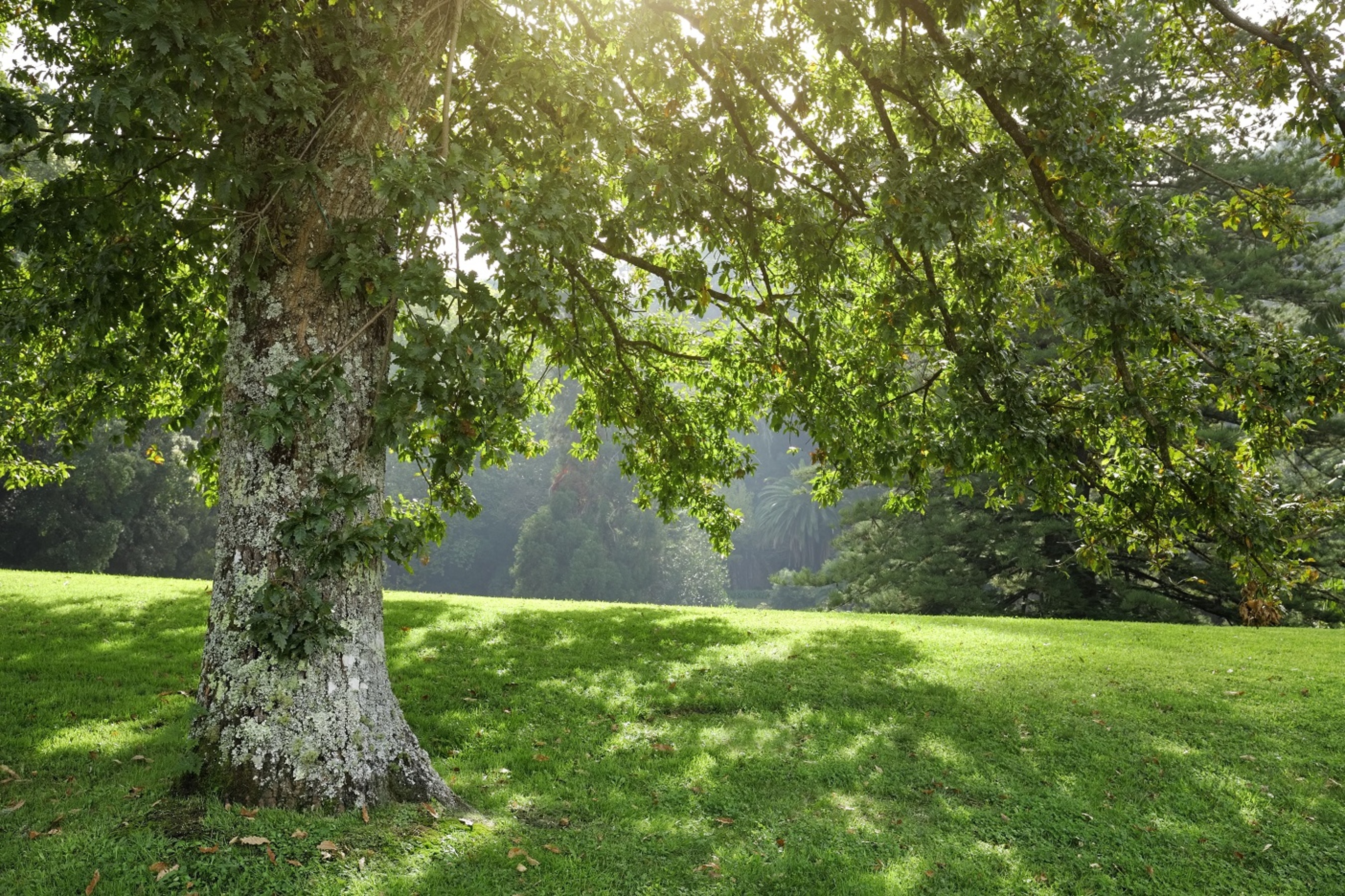 Outras Árvores Emigus Monserrate2014 056