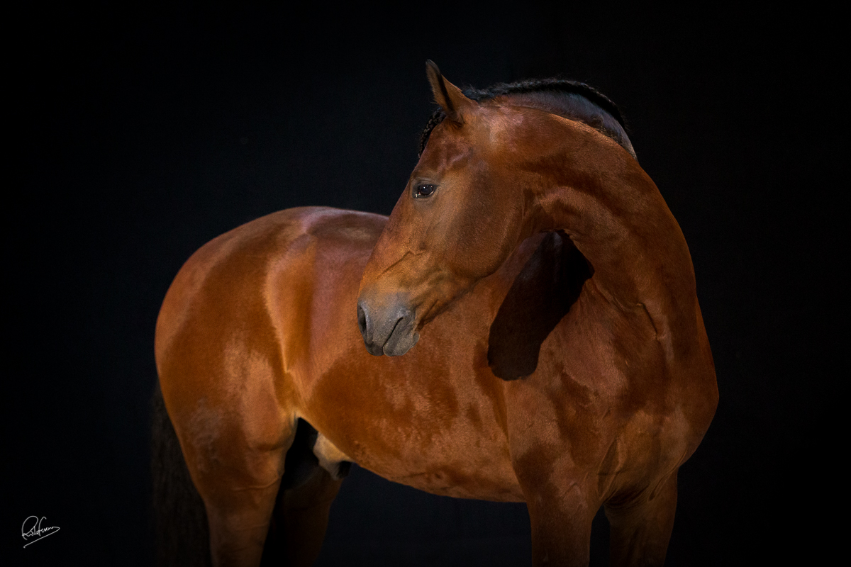 WEB Cavalos Groque SF 6289