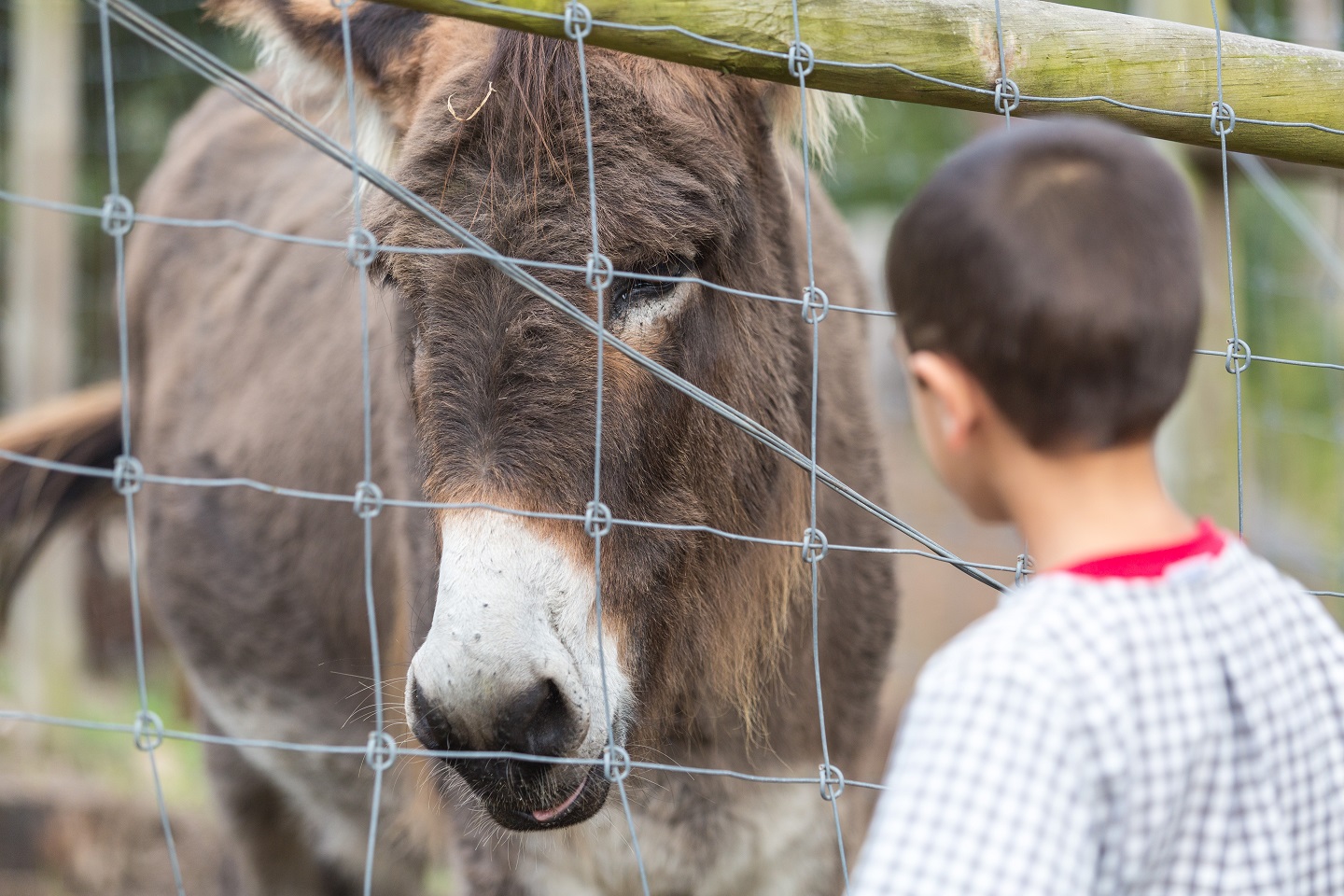 Actividades Quintinha Credits PSML WP 16 402