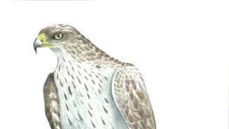 Águia De Bonelli Aquila Fasciata