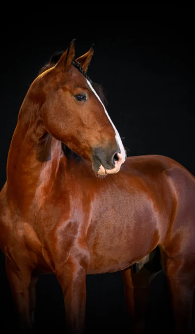 APP578 Lingote RF 0172