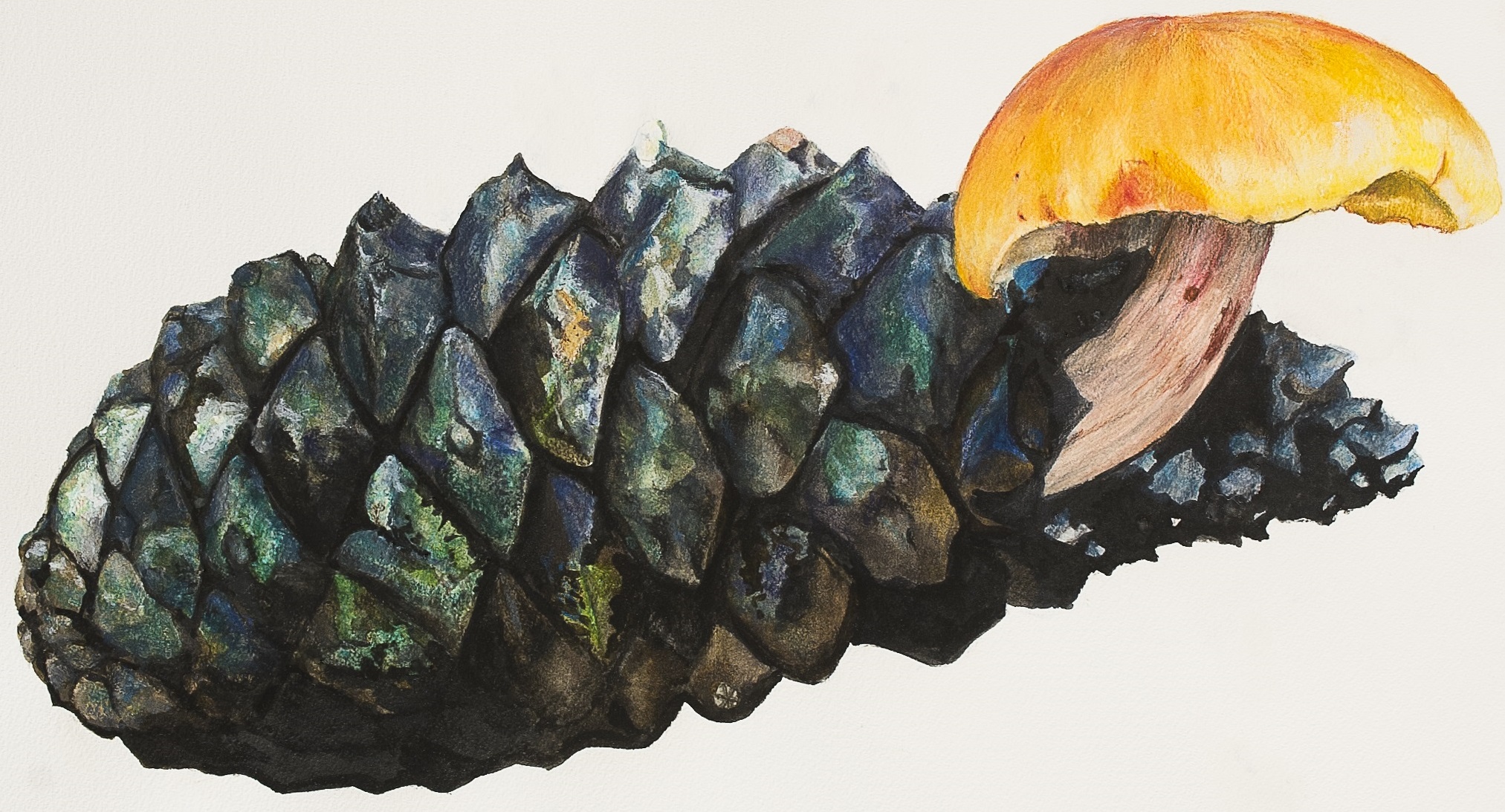 Gymnopilus Penetrans, 56 X 77 Cm, Watercolor On Paper, 2019 V2