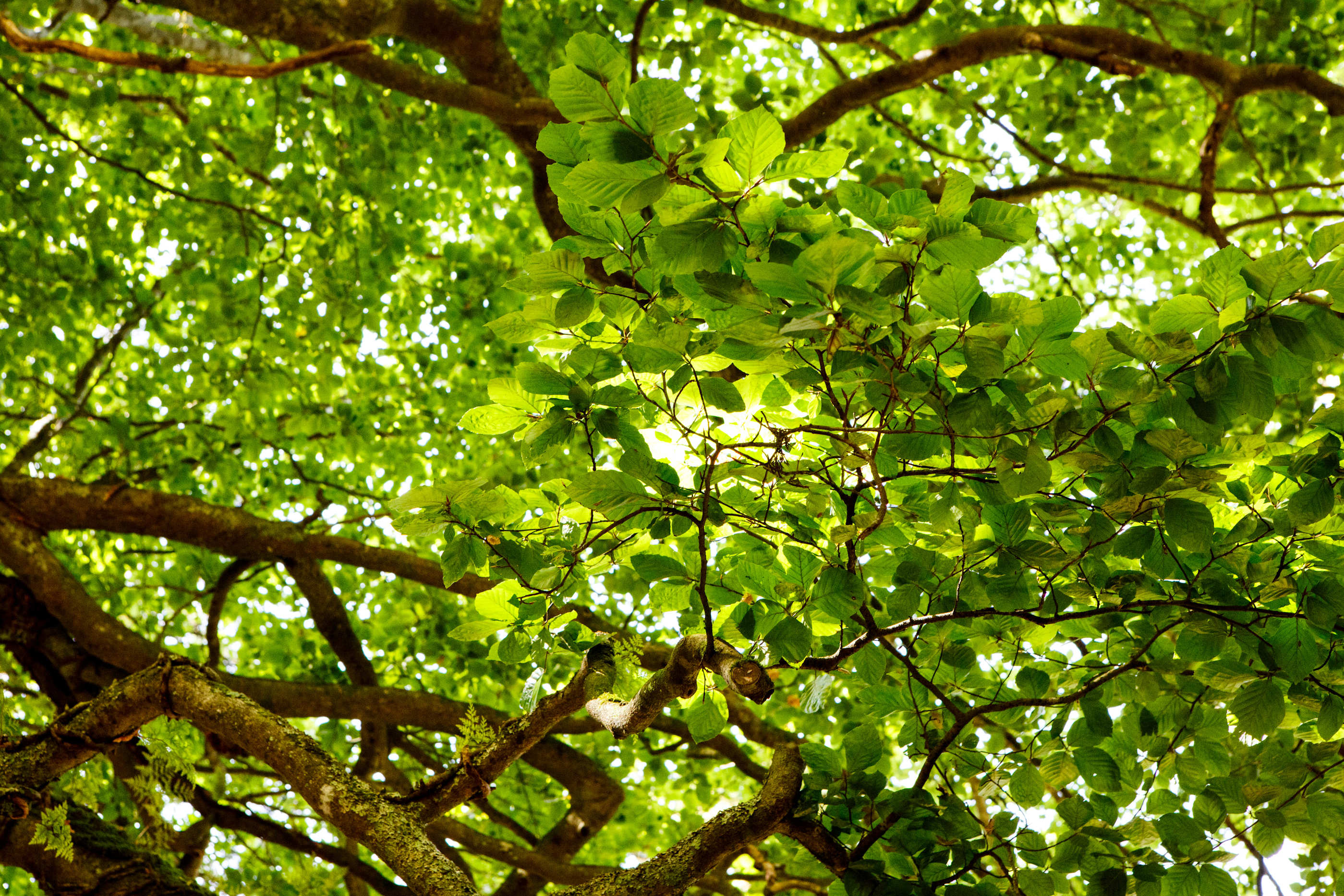 Floresta Nativa Pena 4 (1) (1)