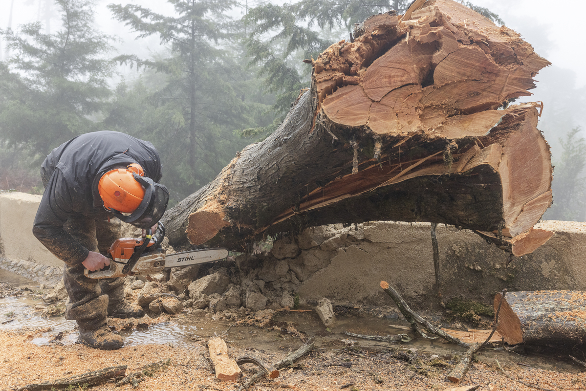 E7A7891©PSML Jose Marques Silva Bx