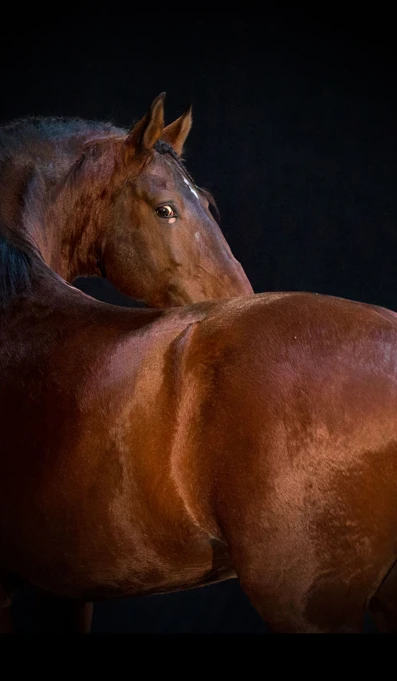 APP1116 Favorito SF 7323