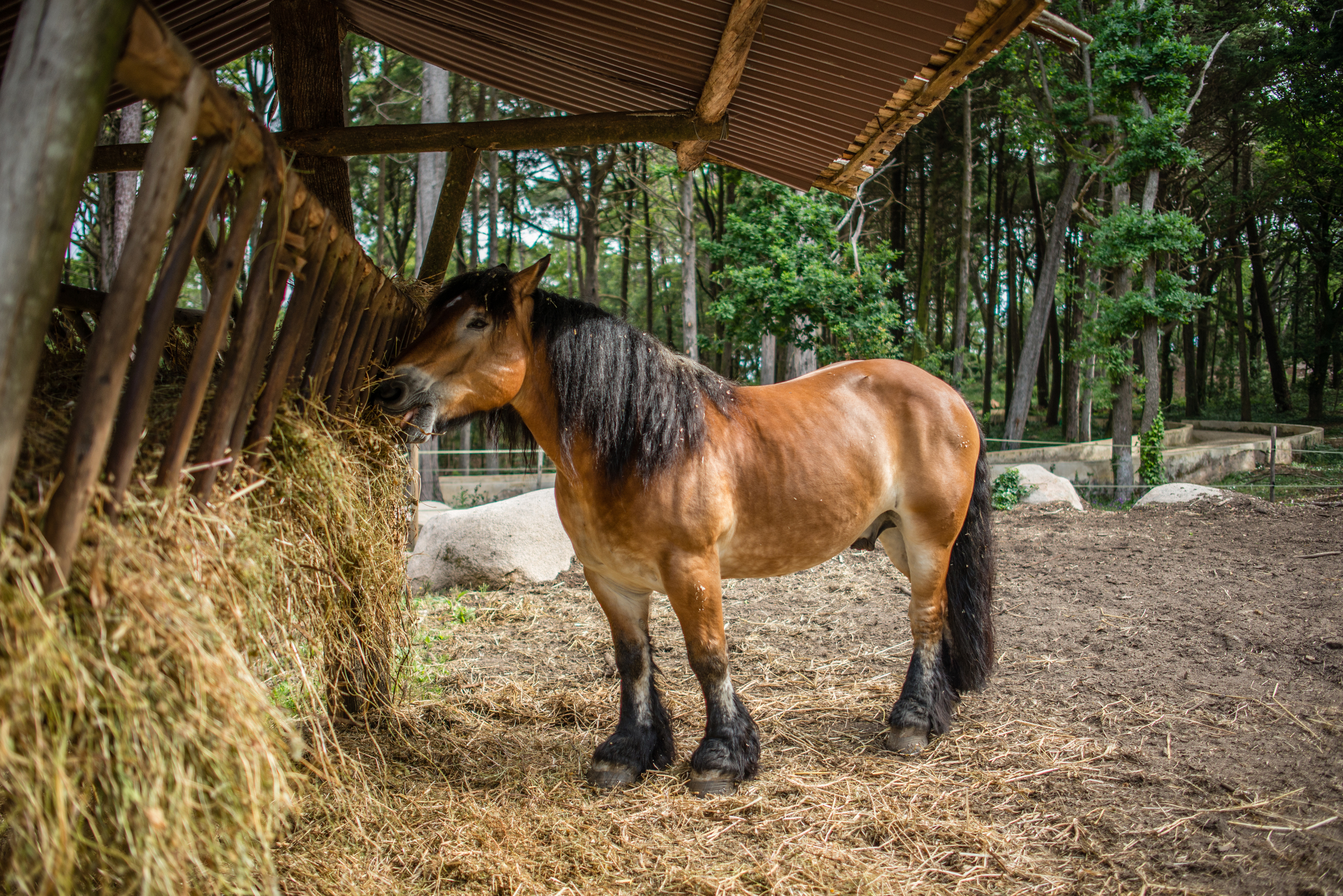 Cavalos Ardennais Na Quinta Ornamental Do Parque Da Pena Mangedoura
