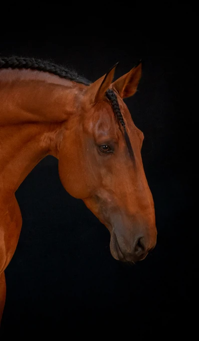 APP1116 Hihato RF 1956