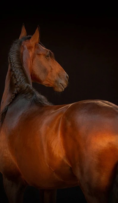 APP1116 Jicabo RF 7640