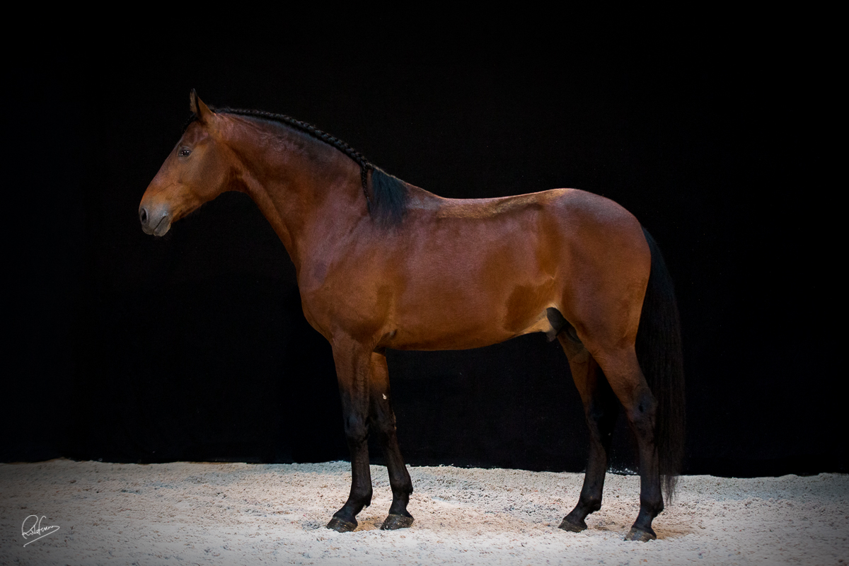 WEB Cavalos Groque SF 6355