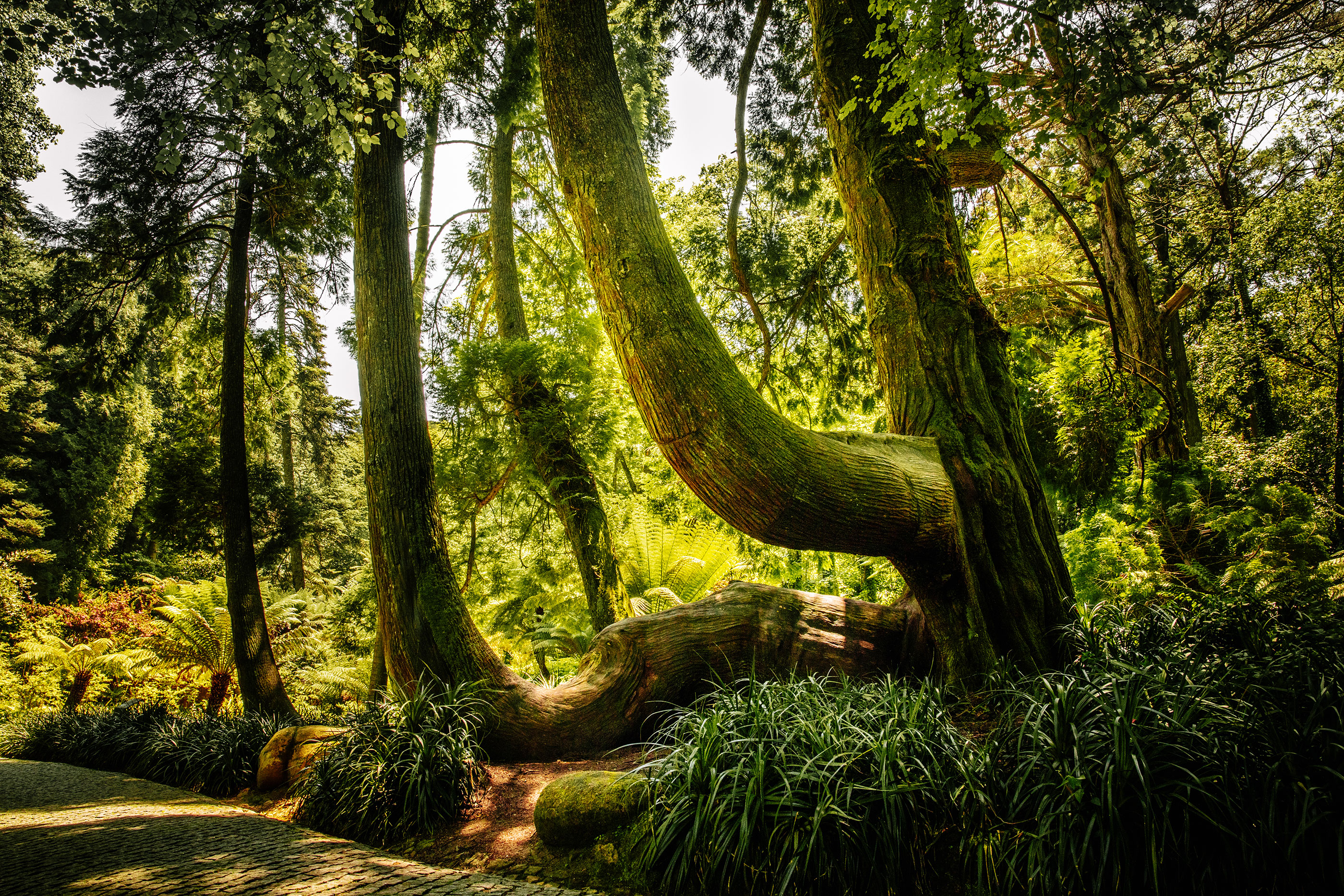 Parques De Sintra Parque E Palacio Da Pena Tuia Gigante