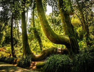 Parques De Sintra Parque E Palacio Da Pena Tuia Gigante