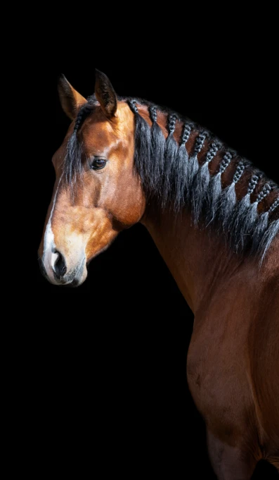 Ninja Créditos Abrfotografia (5)