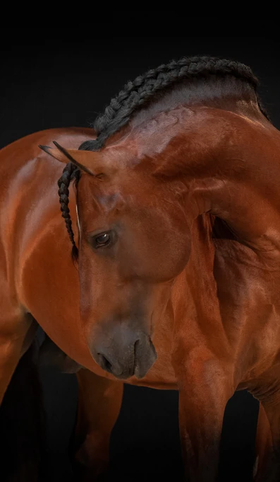 APP1116 Ijaque RF 5959