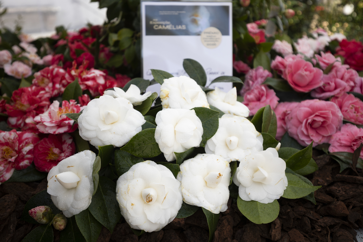 180 Exposição Camélias EMIGUS Bx