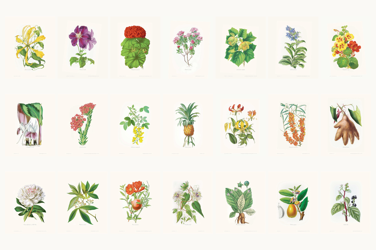 Ilustracoes Botanicas Queluz 1200X800