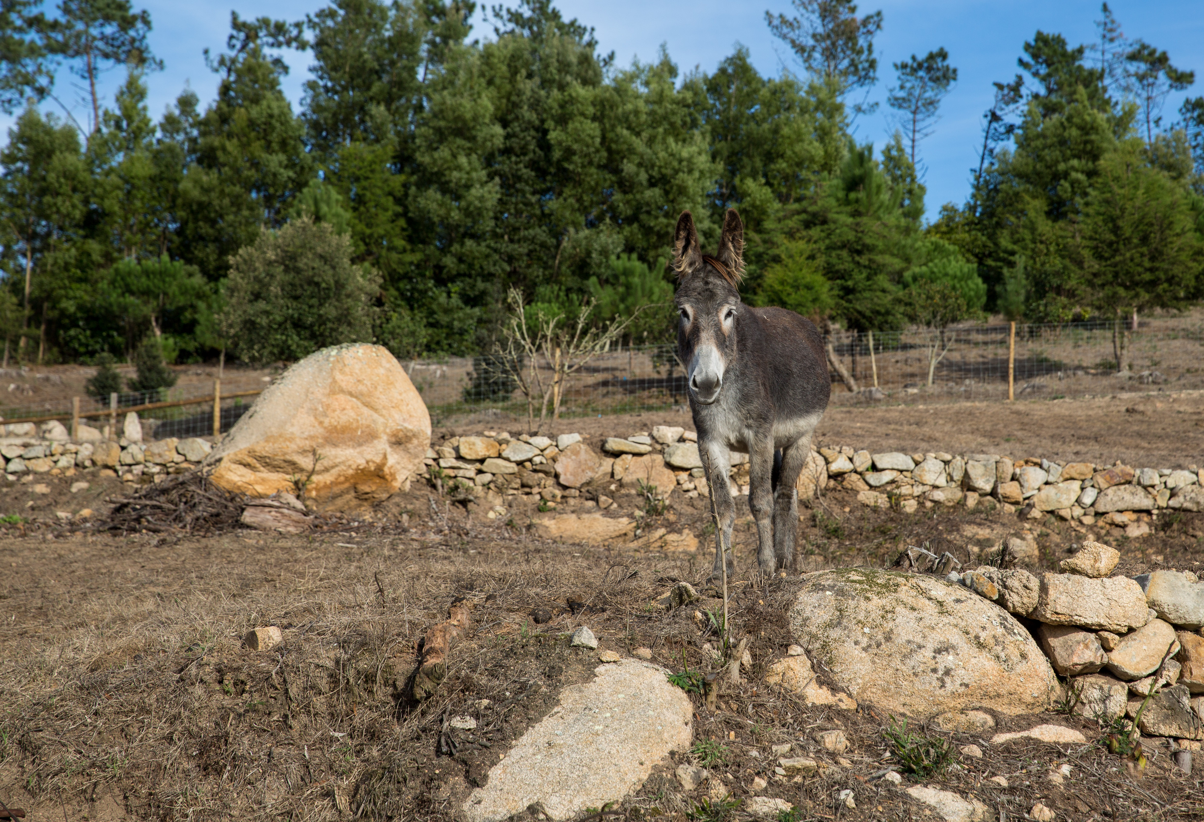 Reserva De Burros Tapada D Fernando Credits PSML WP 15