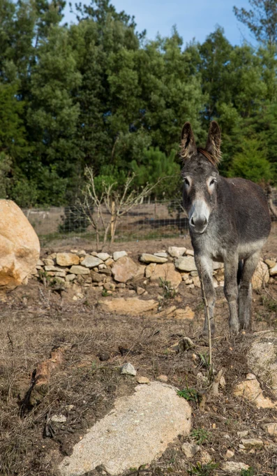 Reserva De Burros Tapada D Fernando Credits PSML WP 15