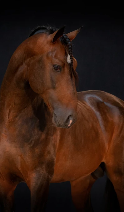 APP1116 Hojival RF 2977