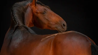 APP1116 Joquer RF 7439