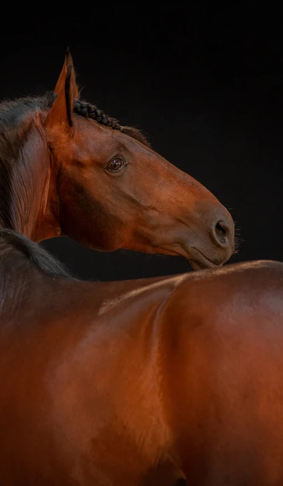 APP1116 Joquer RF 7439