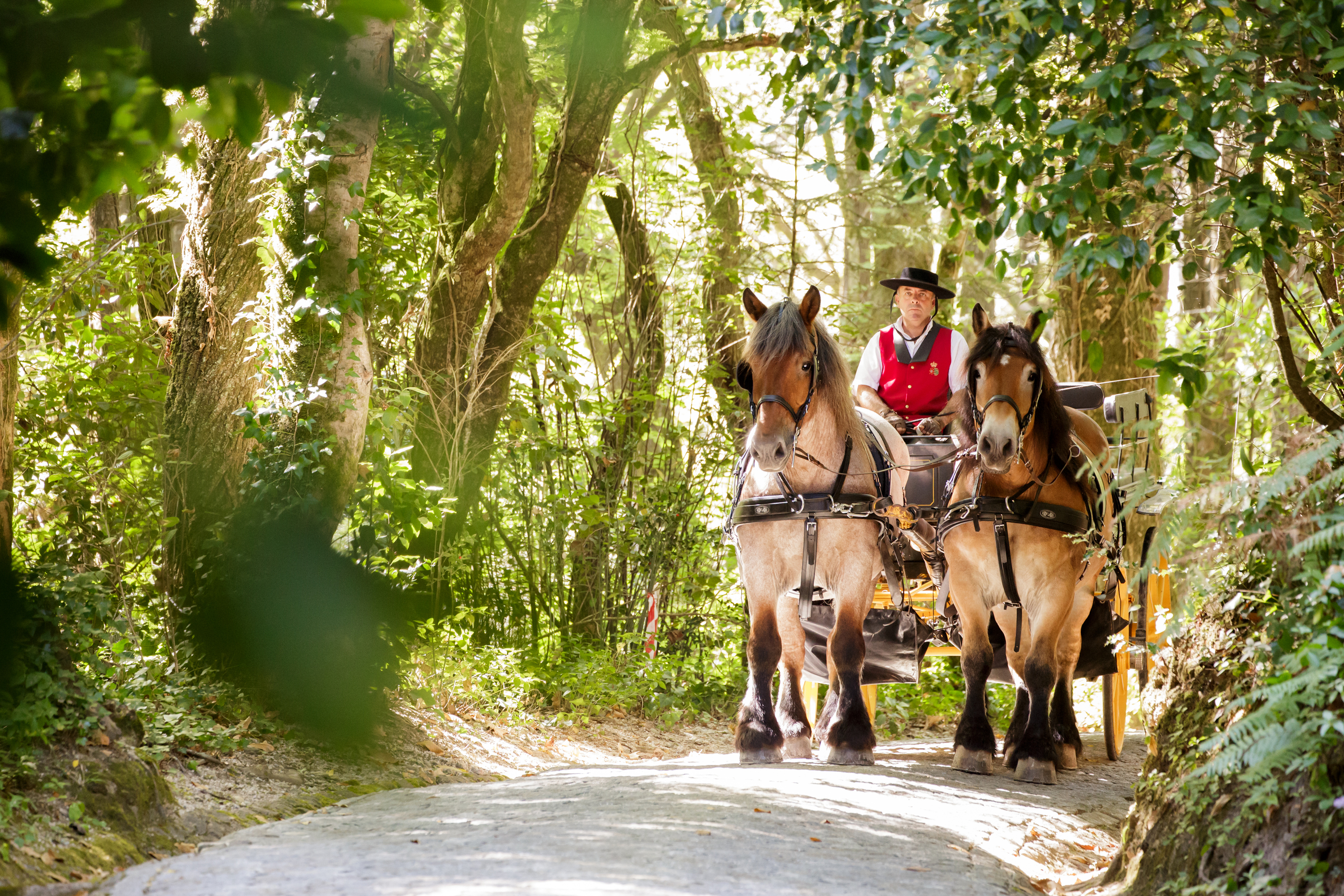 Passeios Em Charrete No Parque Da Pena