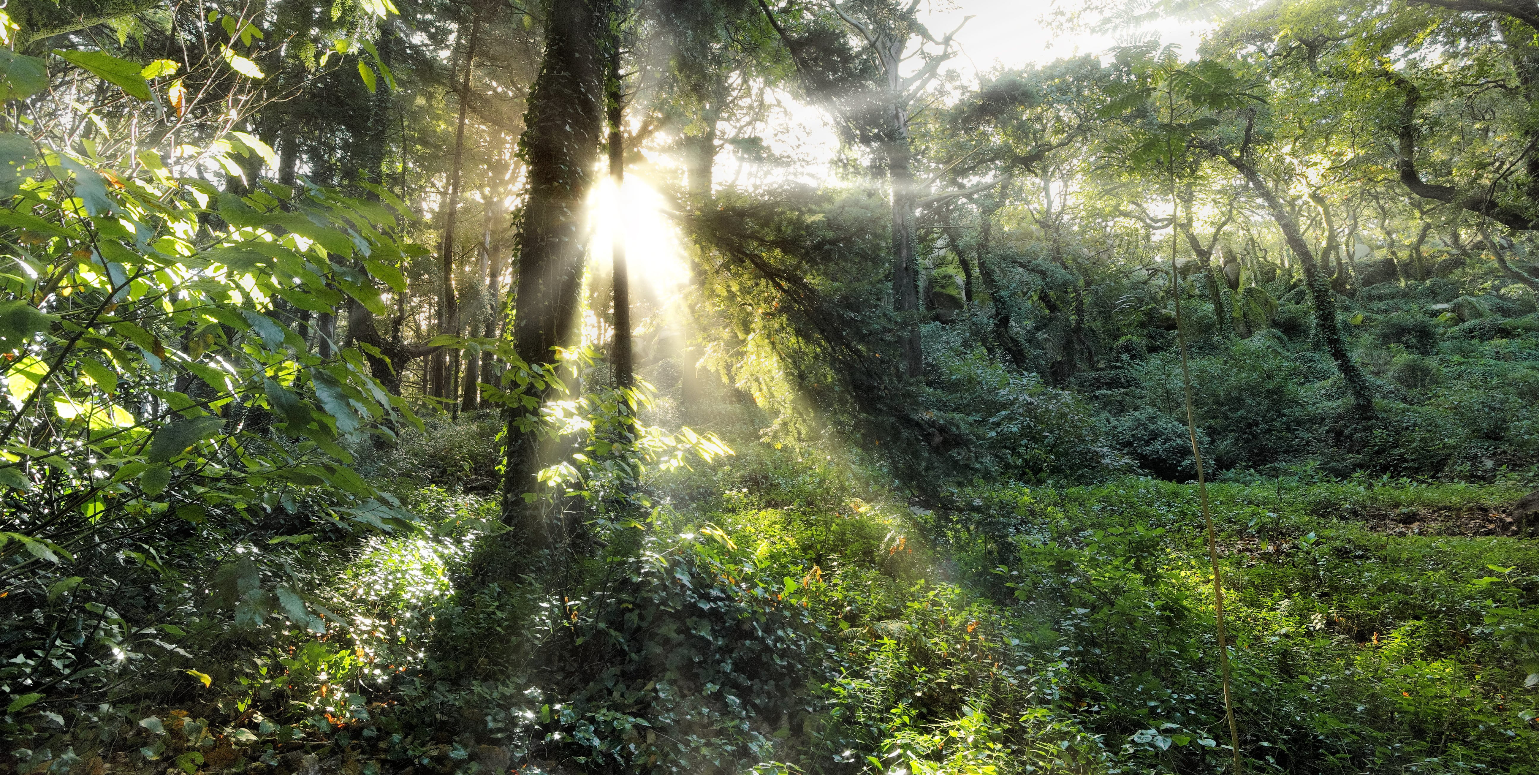 Creditos PSML Emigus Bx