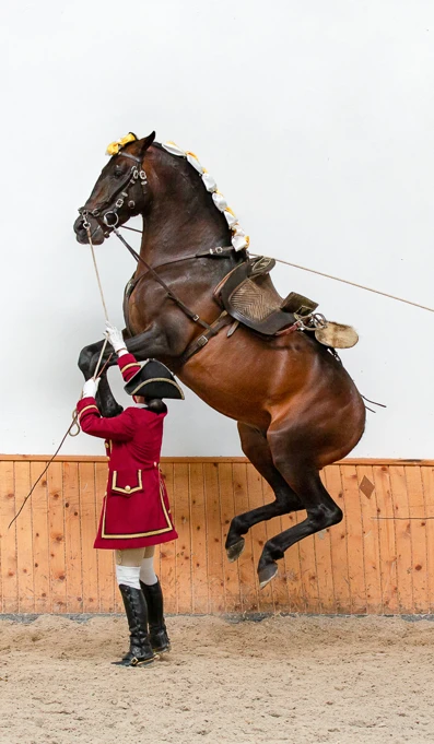 APP1116 Curveta RF 5908