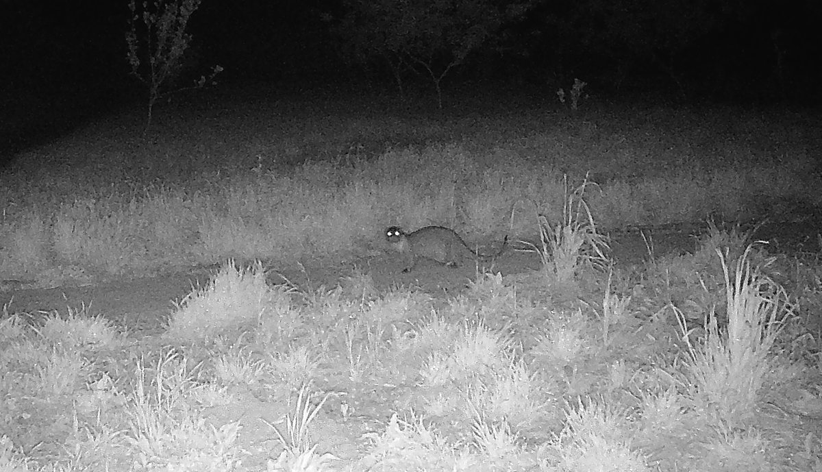 Zceu0019a Lontra Zoom Original Bx
