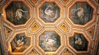 Tecto Cisnes 790X593px