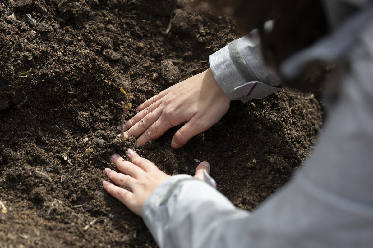 051 Plantação De Árvores EMIGUS Bx