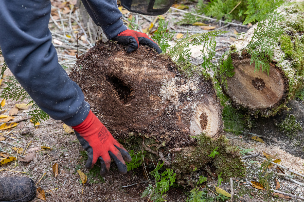 E7A0415©PSML Jose Marques Silva Bx