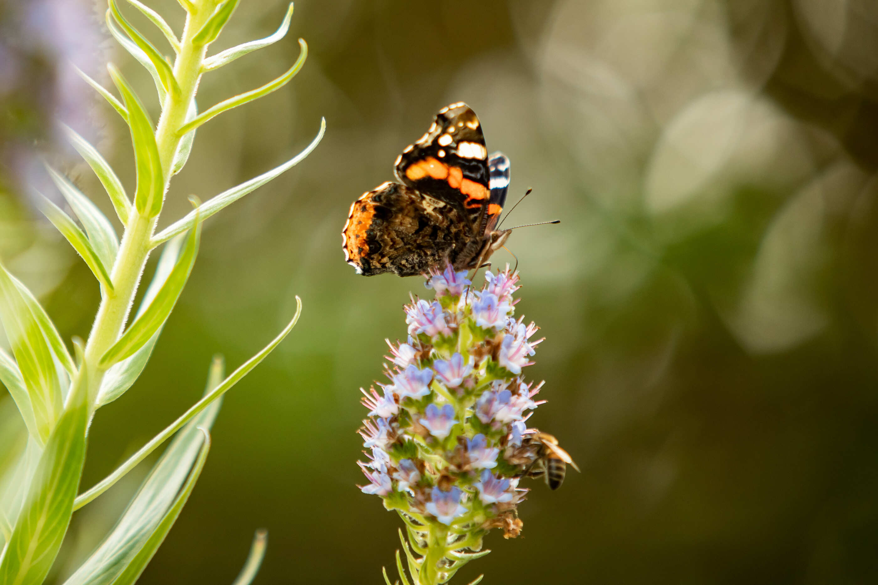 Lui╠Üs Duarte PSML 5345 (1) (1)