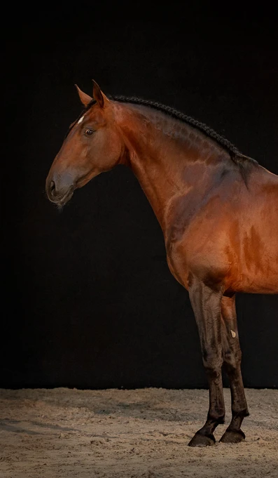 APP1116 Jerarquico RF 7919